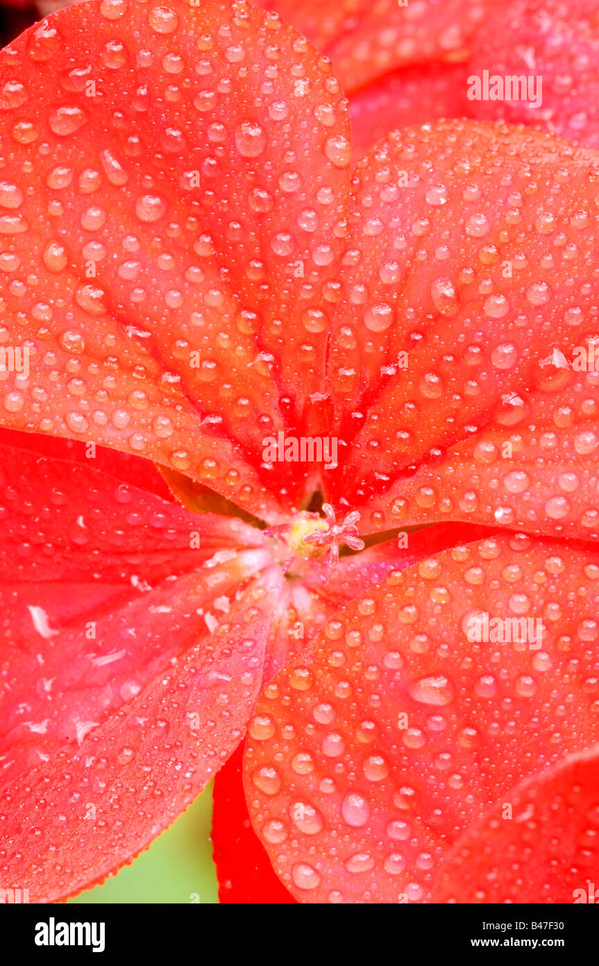 Fiore di geranio close up shot con goccioline di acqua Foto Stock