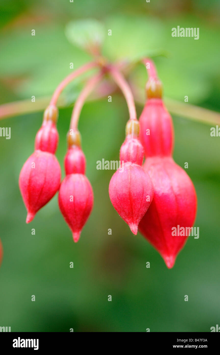 Hardy fuchsia boccioli di fiori close up shot settembre BRITANNICO Foto Stock