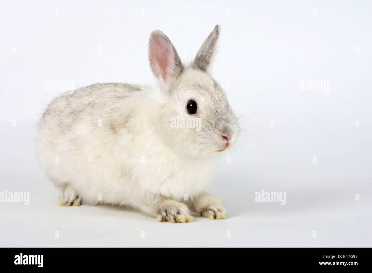 Satin coniglio nano coniglio domestico Foto Stock