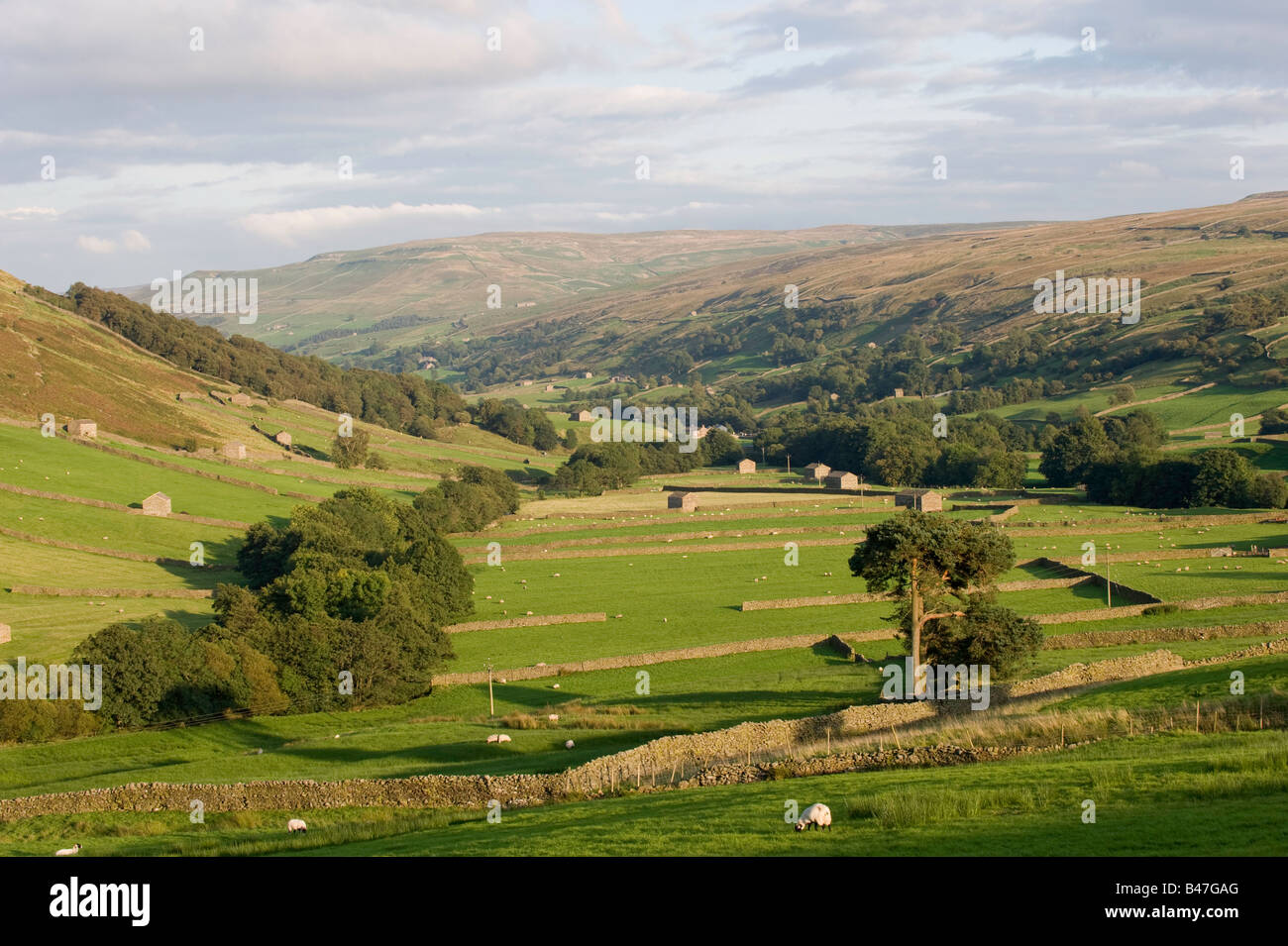 I fienili e i muri in pietra a secco in Swaledale vicino Thwaite Yorkshire Dales National Park Foto Stock