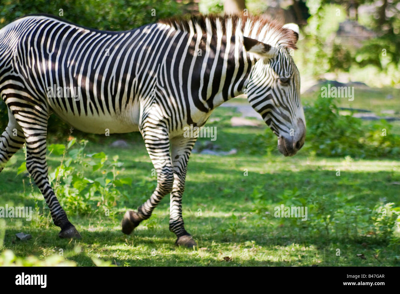 Un pascolo zebra sull'erba verde Foto Stock