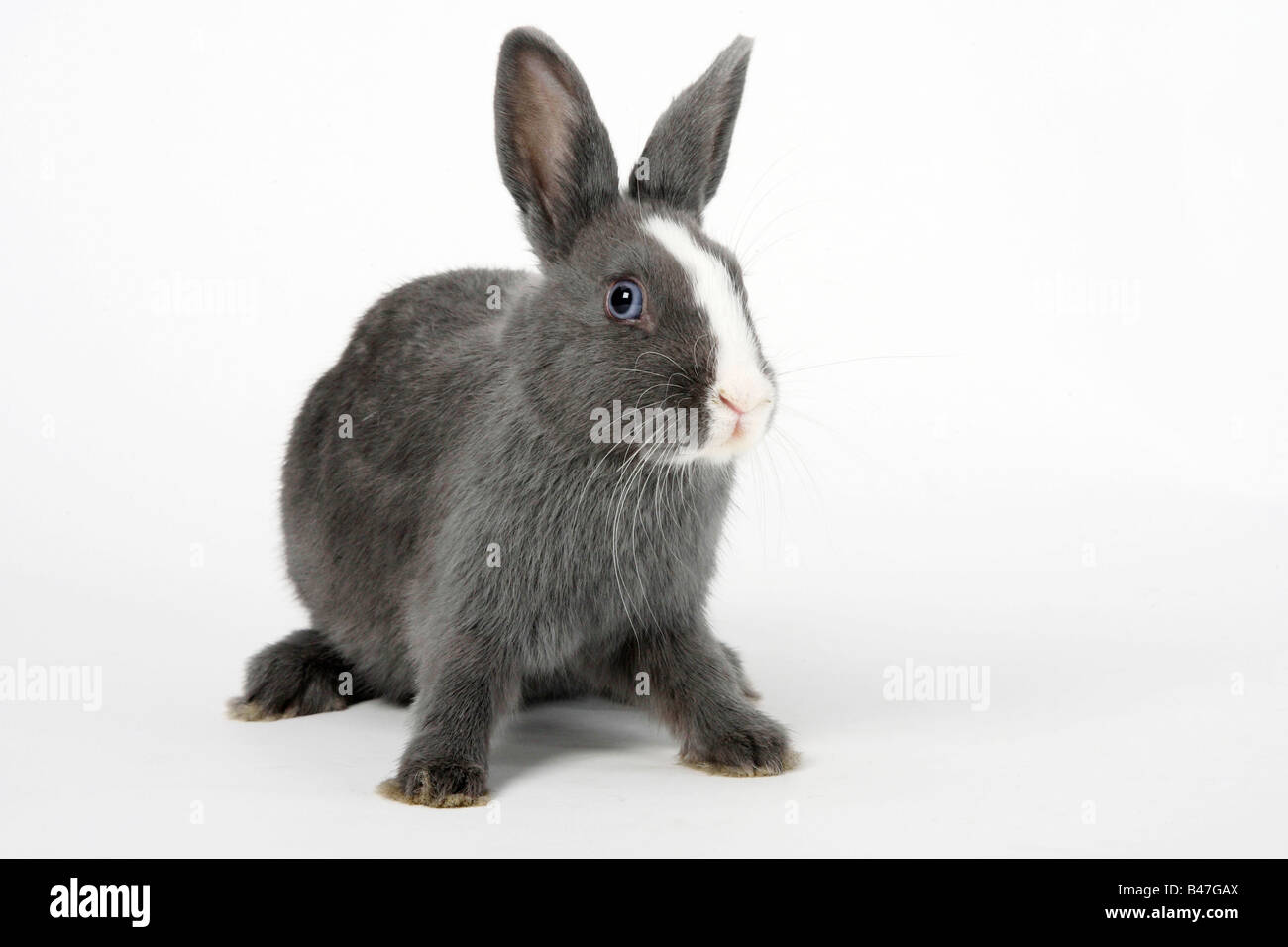 Coniglio nano blu con bianco a 15 settimane il coniglio domestico Foto stock - Alamy