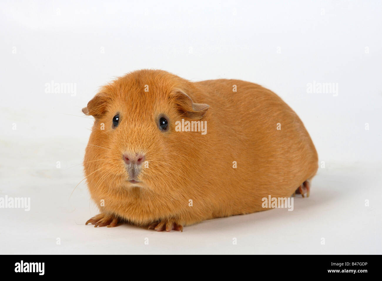 Italienisch cavia Foto Stock