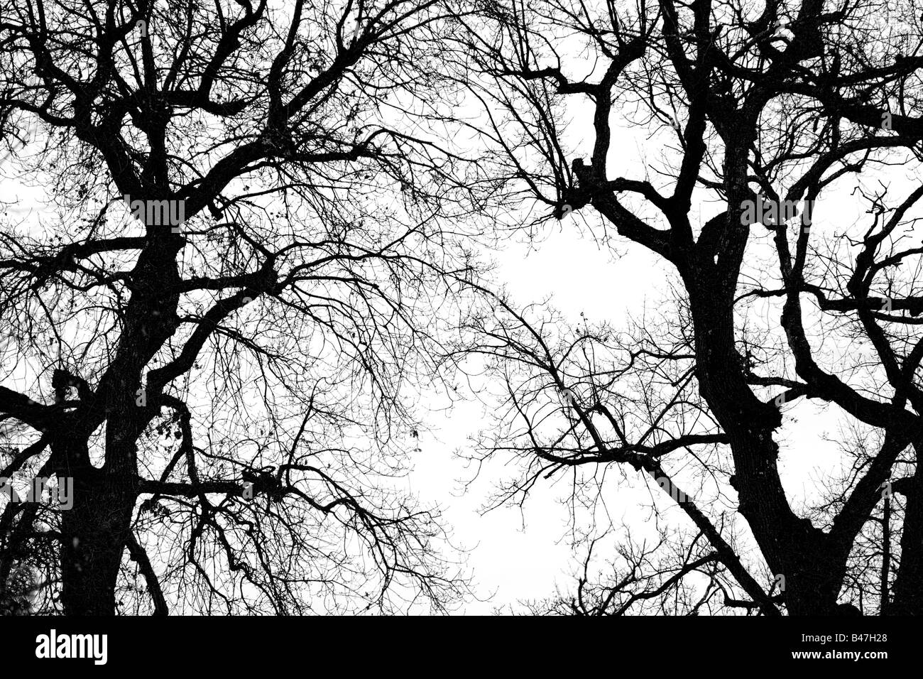 Bianco e nero grande albero di quercia silhouette in inverno Foto Stock