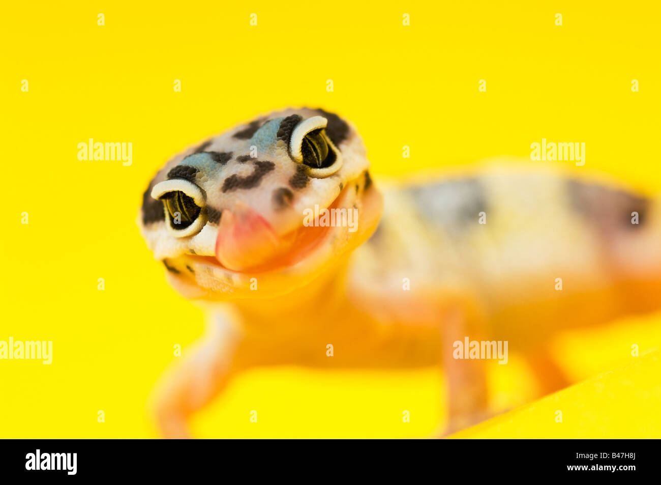 Baby Leopard Gecko Foto Stock