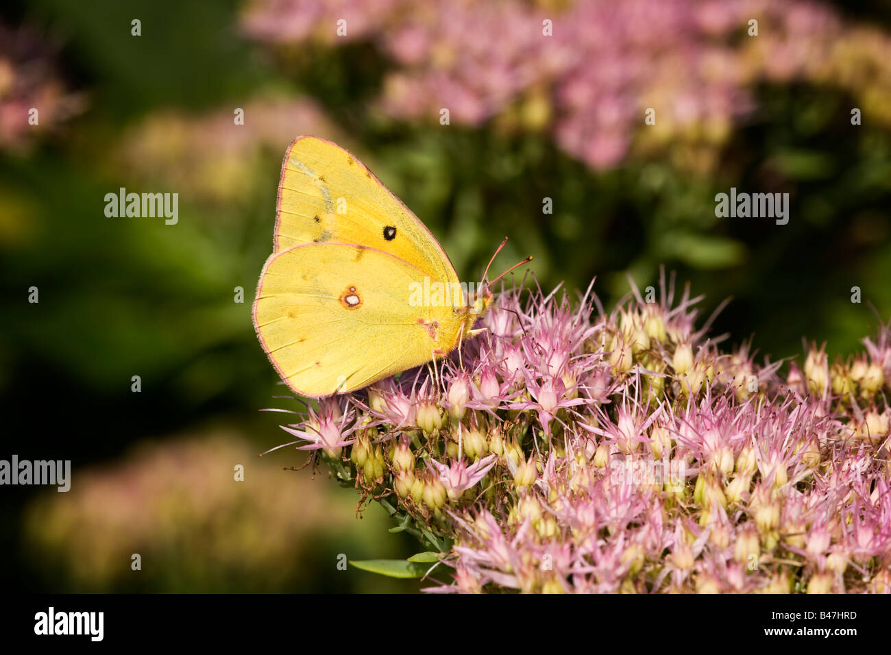 Comune nectaring zolfo sul fiore Sedum Foto Stock