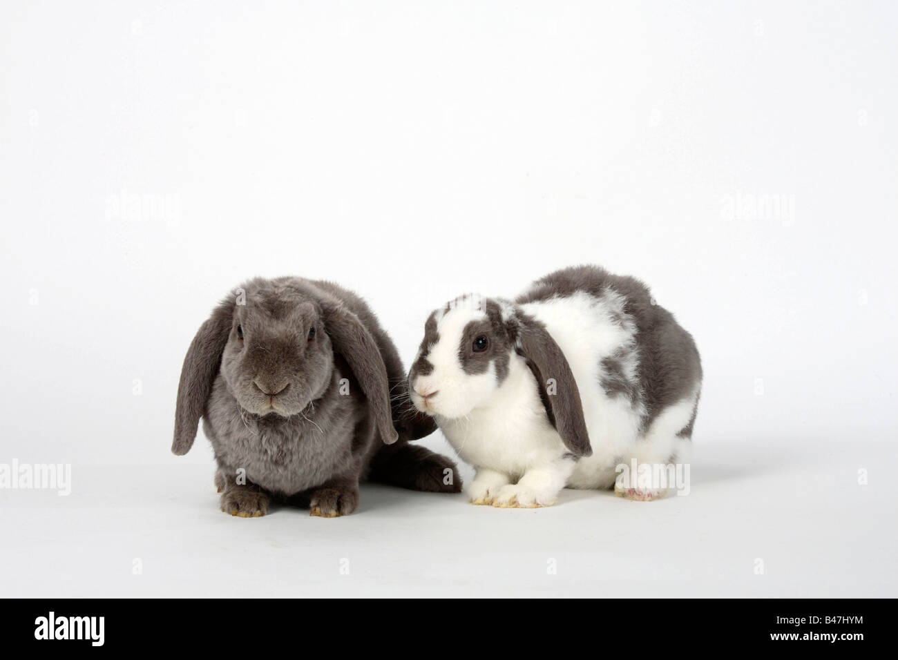 Rex Lop eared conigli nani bianco lilla e lilla 14 settimane il coniglio domestico Foto Stock