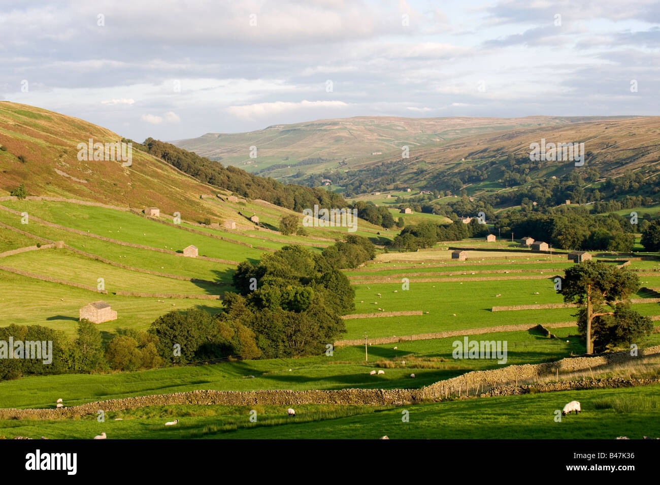 I fienili e i muri in pietra a secco in Swaledale vicino Thwaite Yorkshire Dales National Park Foto Stock