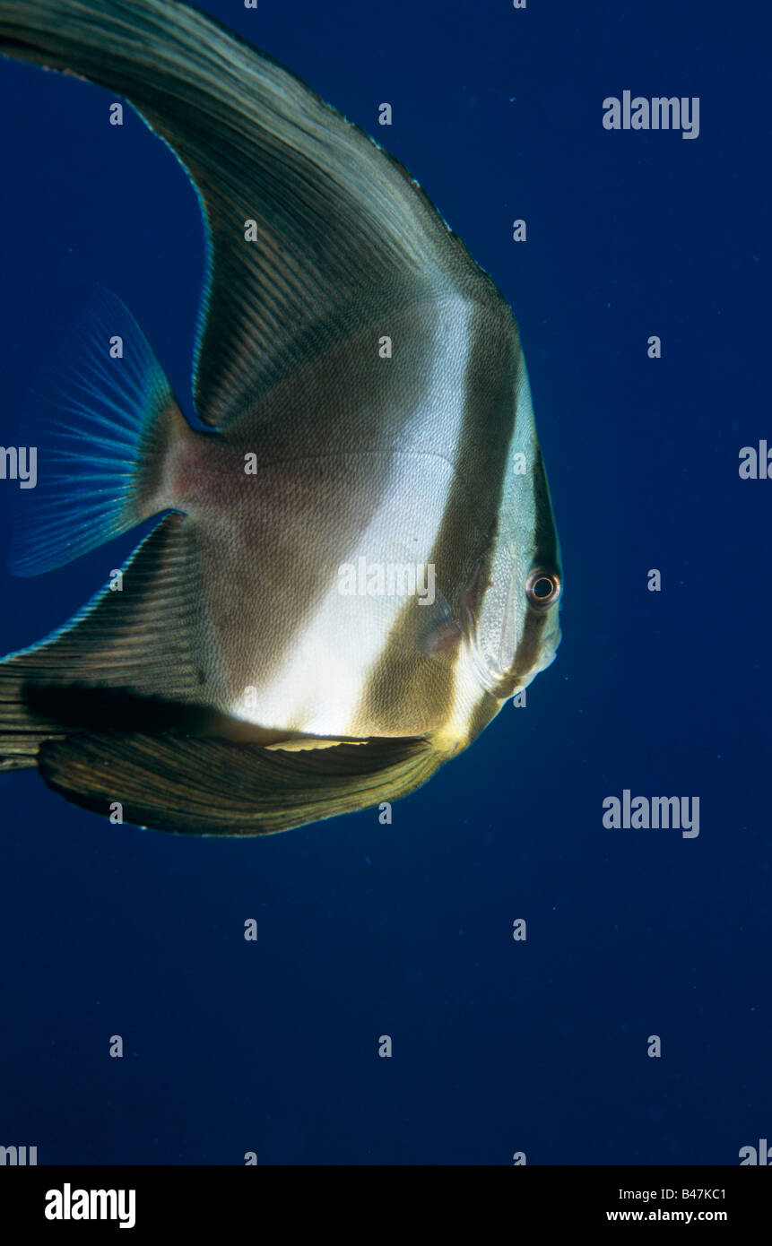 Pesci Batfish tondi per adulti (Platux orbicularis), Karimunjawa, Giava, Indonesia, Mare di Giava Foto Stock