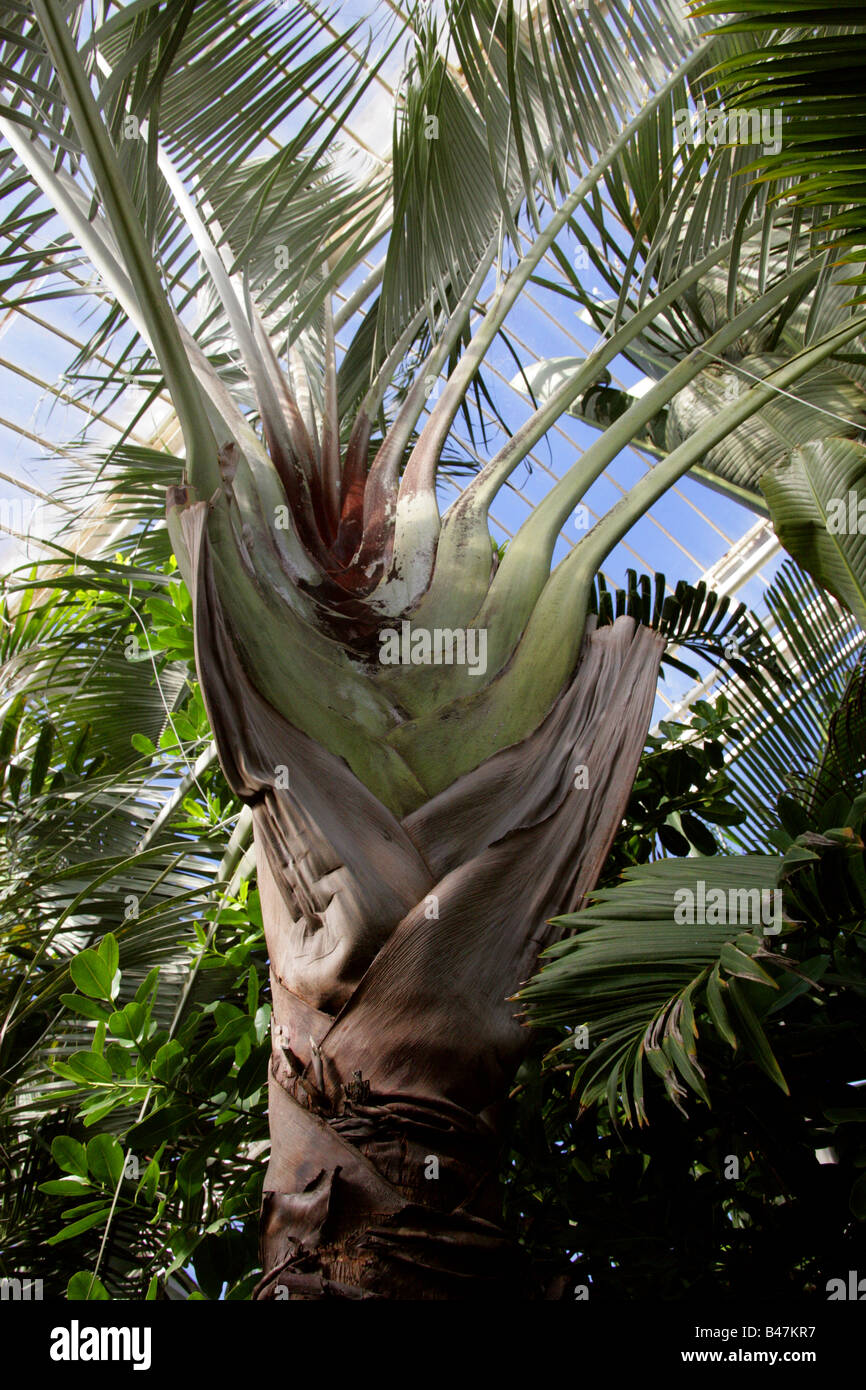 Triangolo Palm, Dypsis decaryi, Arecaceae, Madagascar Foto Stock