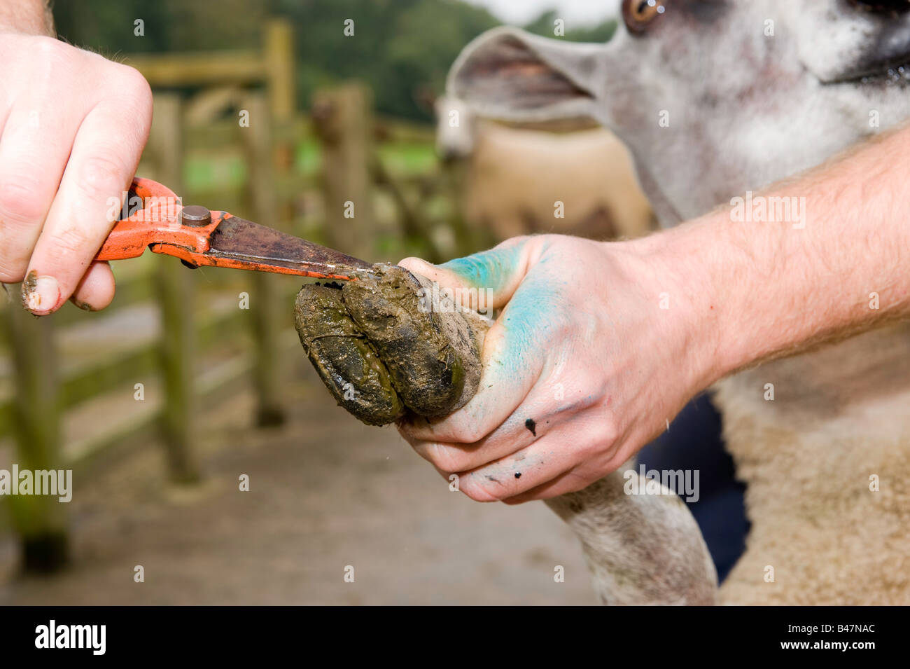 Il contadino di rifilatura e di ispezione di pecore piedi con piedi trimmer Lancashire Inghilterra Foto Stock