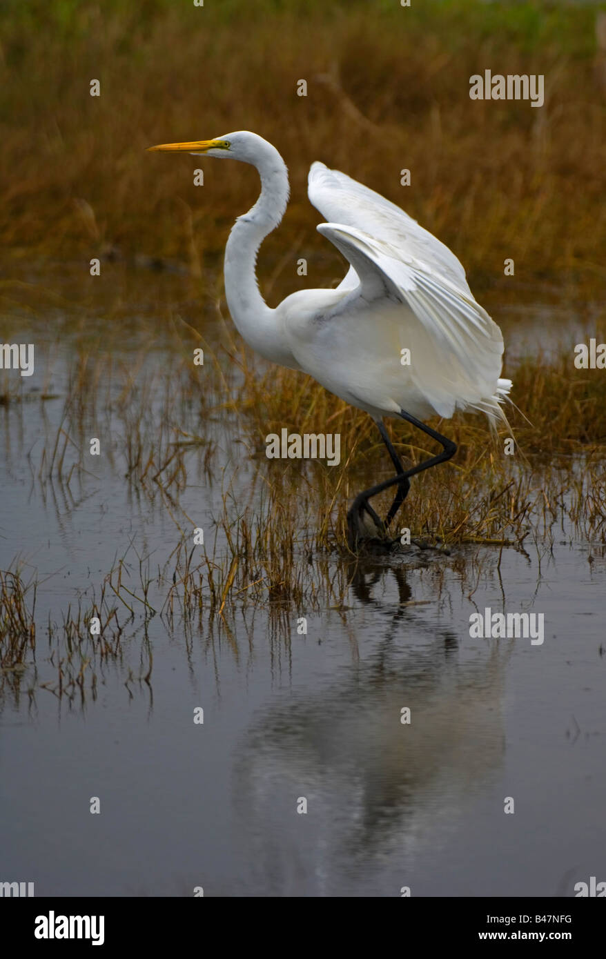 Airone bianco maggiore caccia stalking wading bird acqua Foto Stock