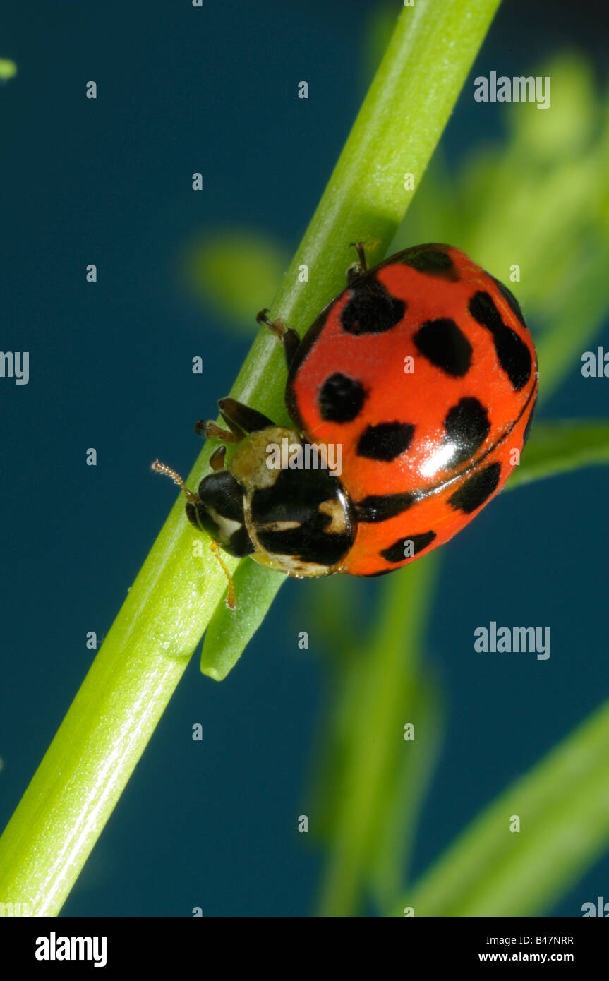 Asian Lady Beetle (Harmonia axyridis), beetle su uno stelo Foto Stock