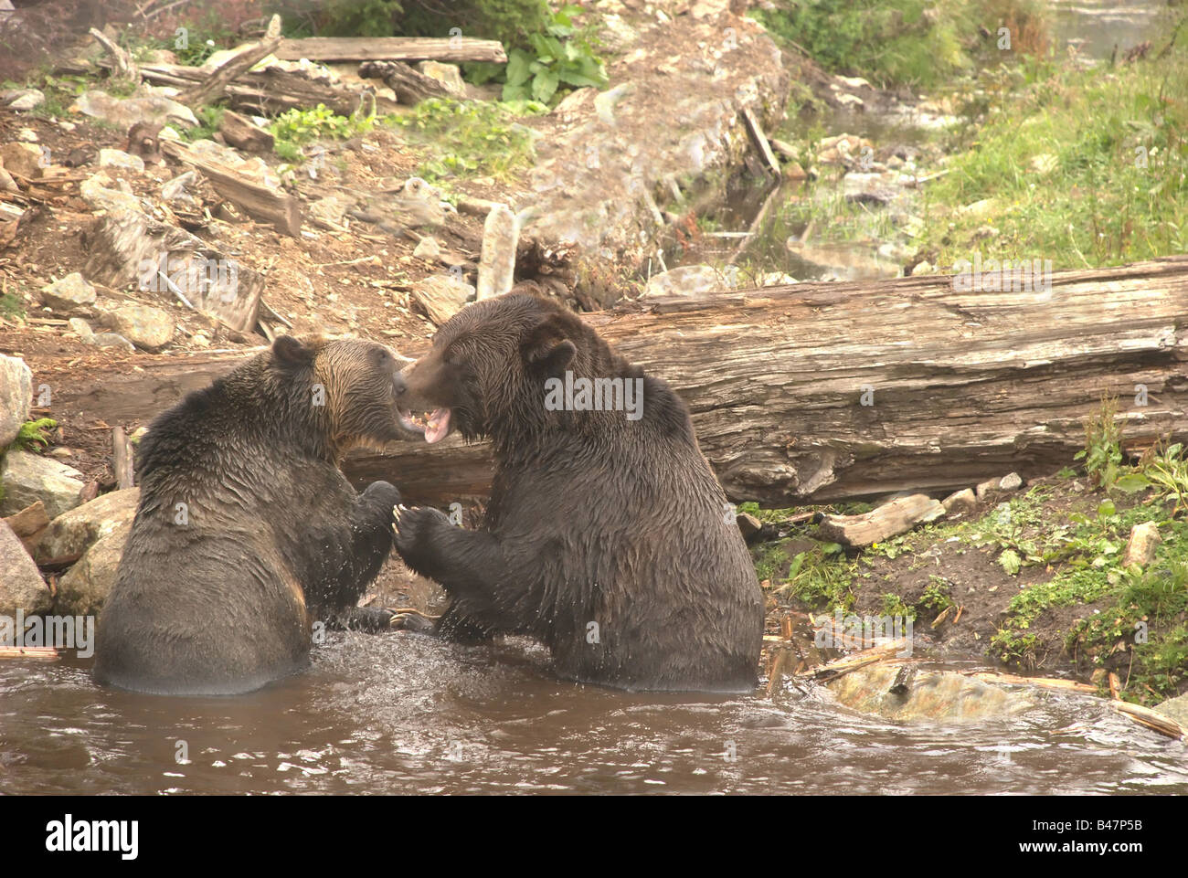 Il combattimento Orsi Grizzly - Due maschio orsi grizzly lottando per determinare una posizione dominante. Foto Stock