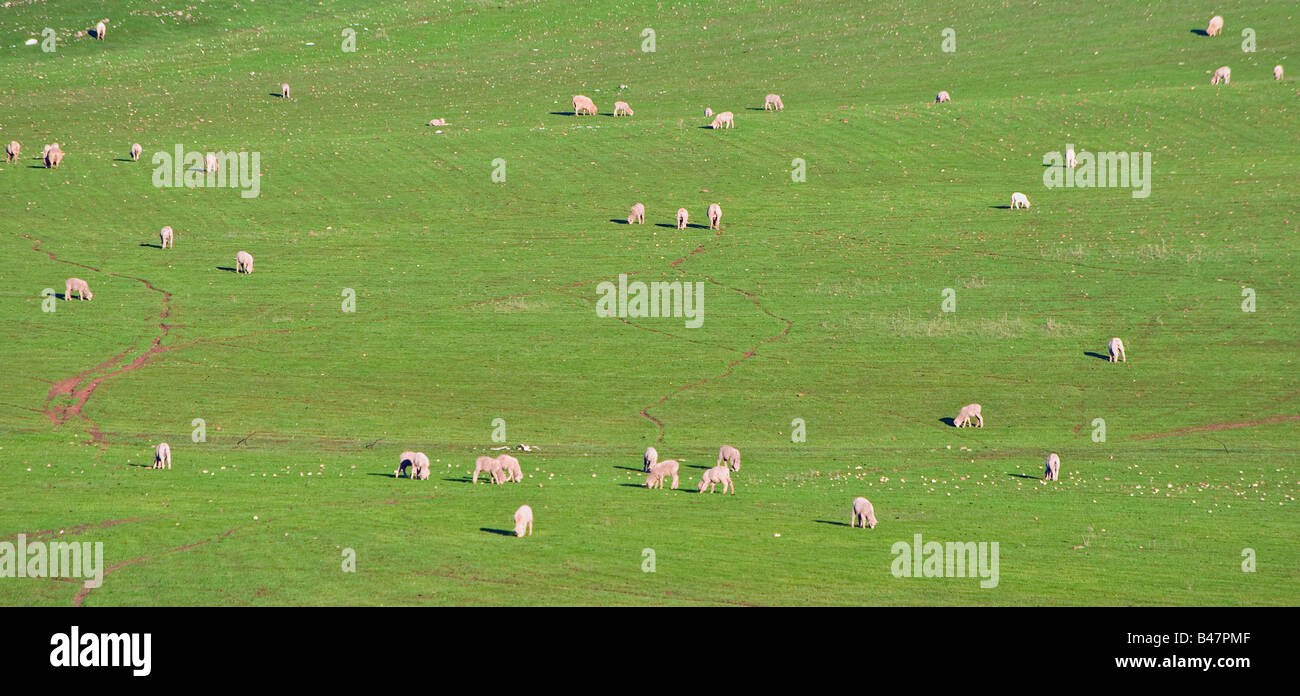 Panoramica di immagini di un gregge di pecore in un bellissimo campo verde Foto Stock