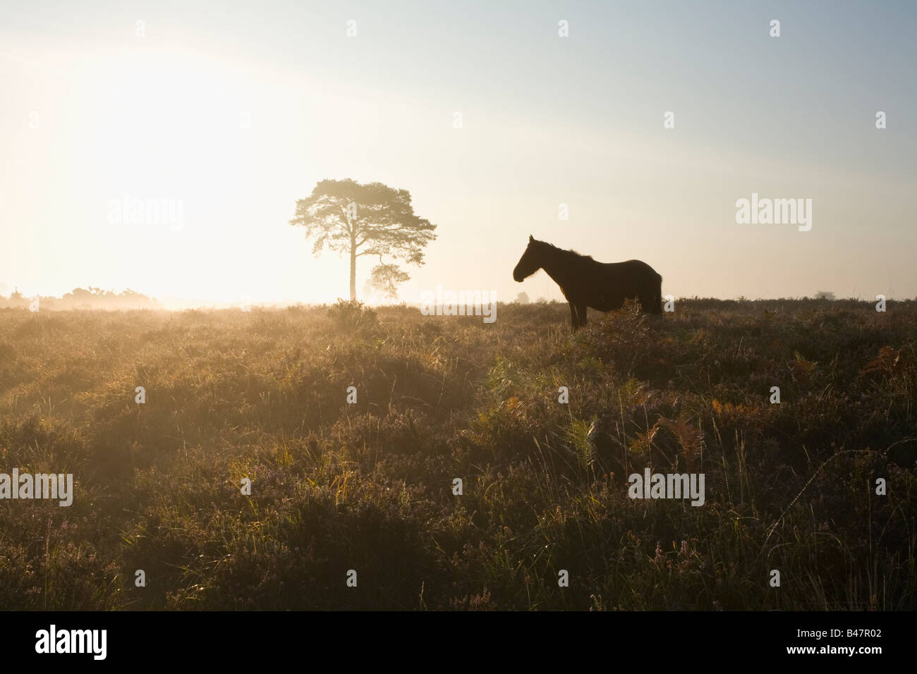 New Forest Pony sulla pianura Wilverley presso Sunrise New Forest National Park Hampshire Inghilterra Foto Stock