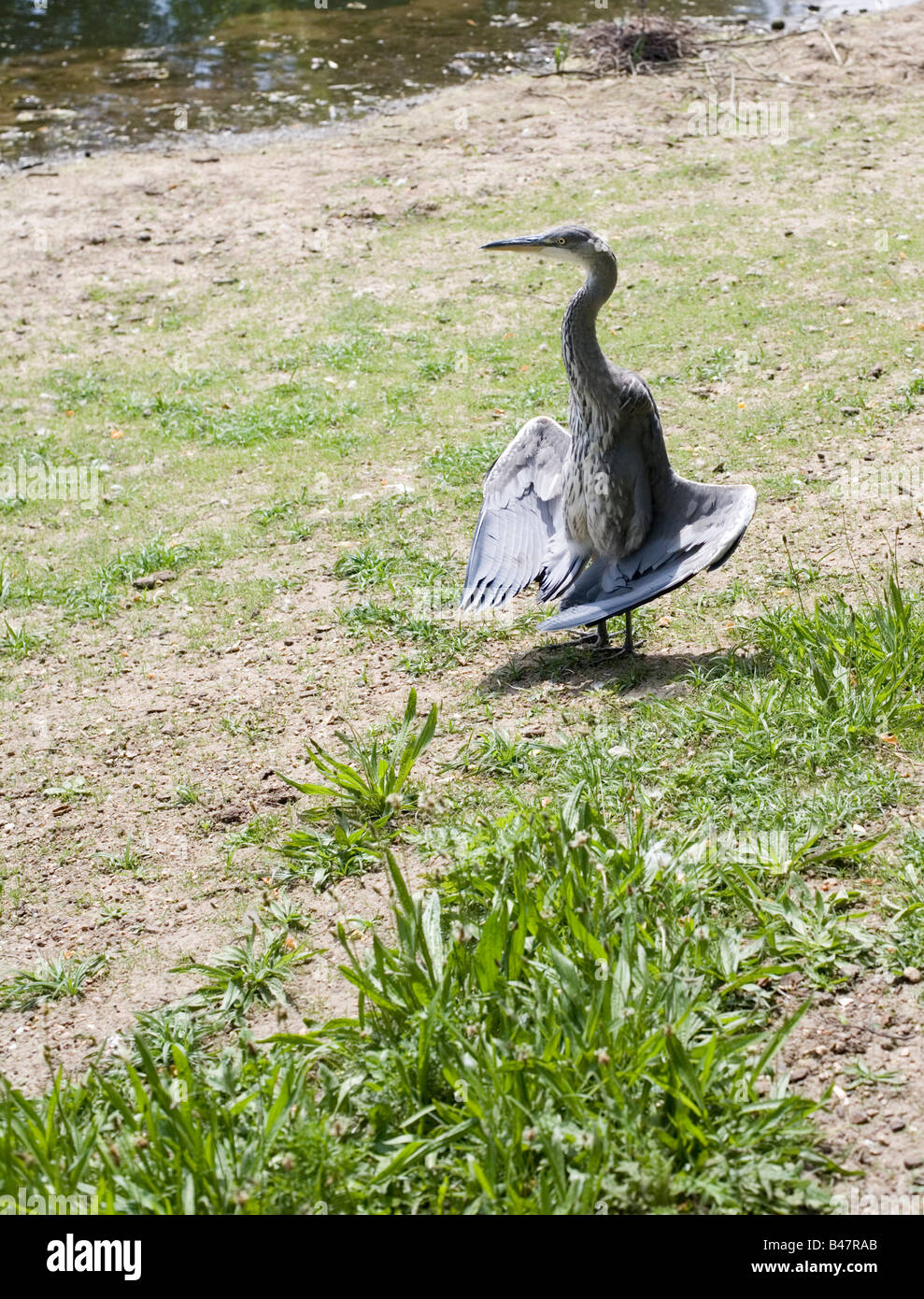 Heron visualizzazione - " Regents Park, Londra, Inghilterra Foto Stock