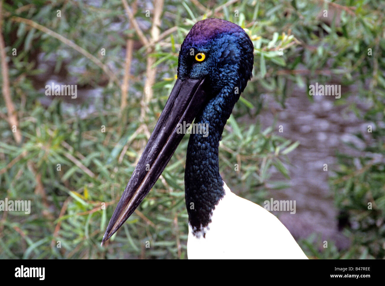 Testa di Jabiru Aeroporto o nero a collo (Stork Ephippiorhynchus asiaticus), la cicogna solo trovato in Australia. Foto Stock