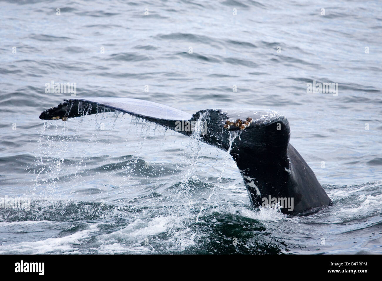 Coda di balena Humpbacked con cirripedi off Cape Cod Foto Stock
