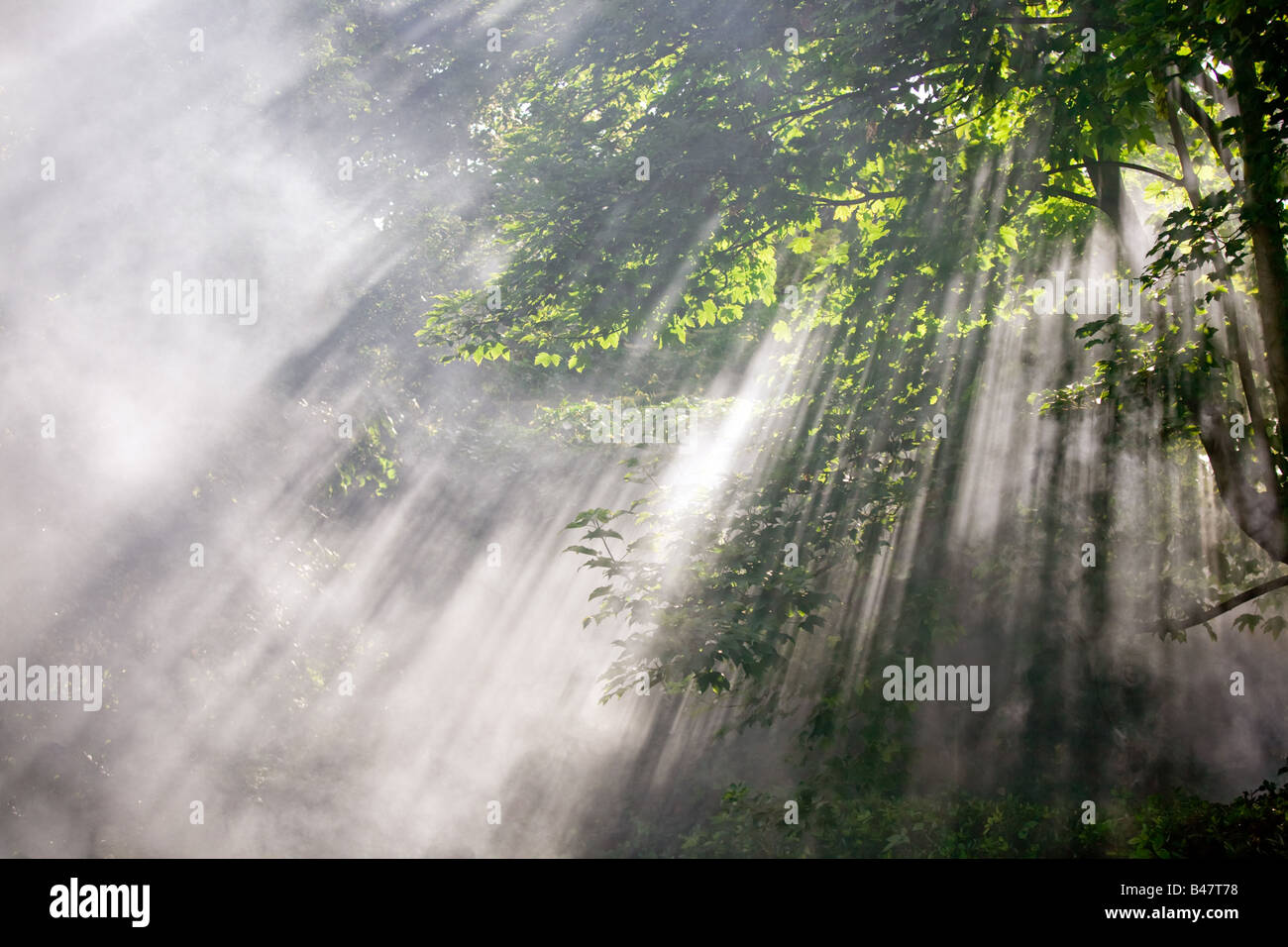 Belli i raggi di luce solare attraverso il fuoco e fumo di alberi Foto Stock