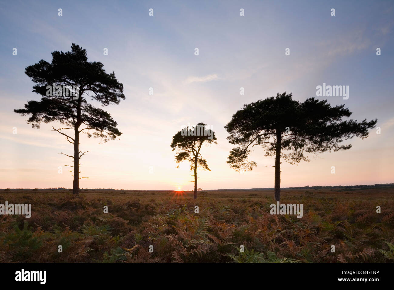 Alberi di pino sulla pianura Wilverley al tramonto New Forest National Park Hampshire Inghilterra Foto Stock