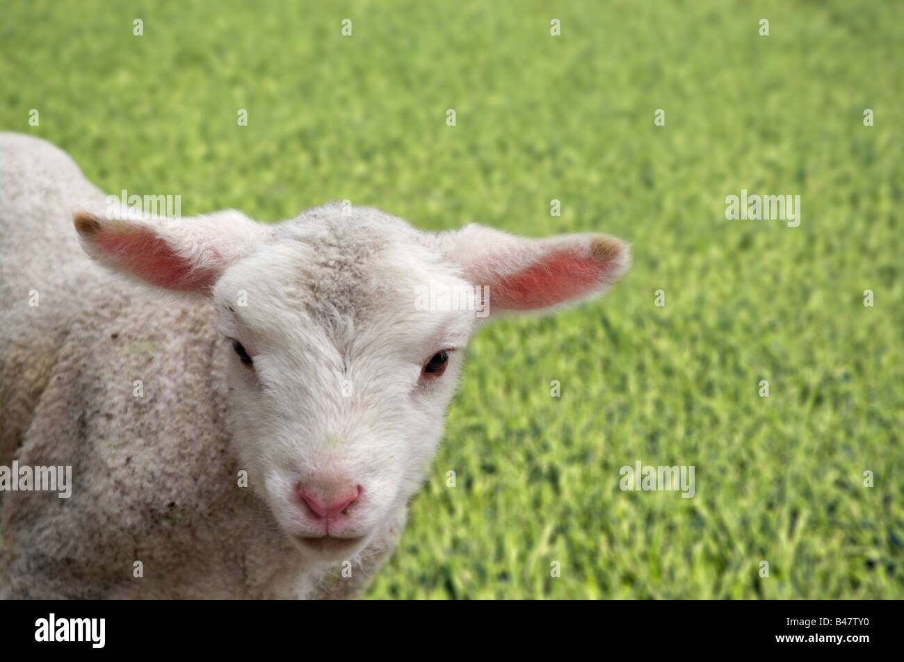 Una grande immagine di un giovane agnello in azienda Foto Stock