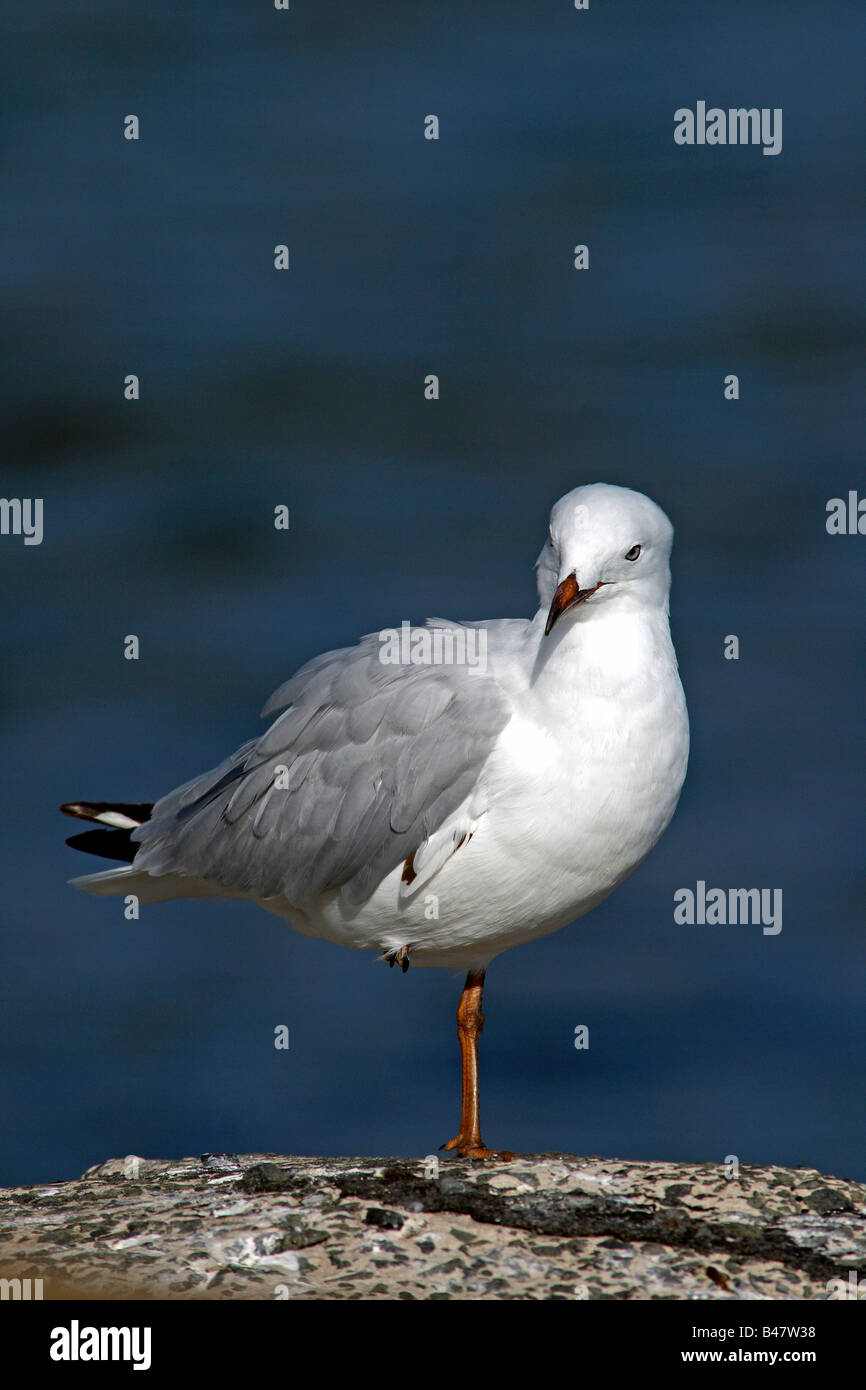 Il gabbiano argento (Larus novaehollandiae), il più comune gabbiano trovati in Australia, in piedi su una gamba sola a Kiama Nuovo Galles del Sud. Foto Stock