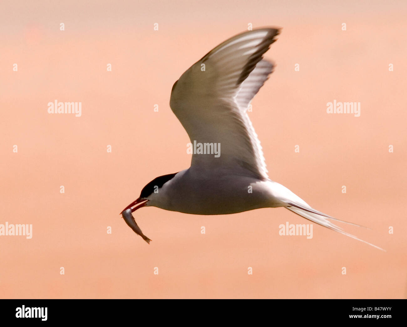 Le sterne artiche in volo Sterna paradisaea Foto Stock