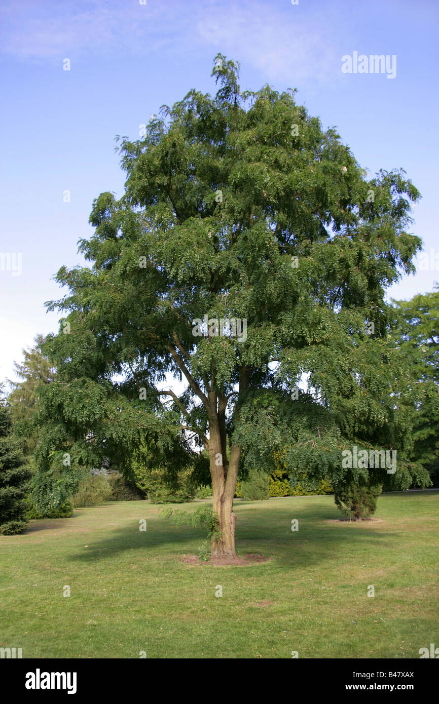 Viscido Locust Tree, Robinia viscosa, Fabaceae, Sud Est USA, America del Nord Foto Stock