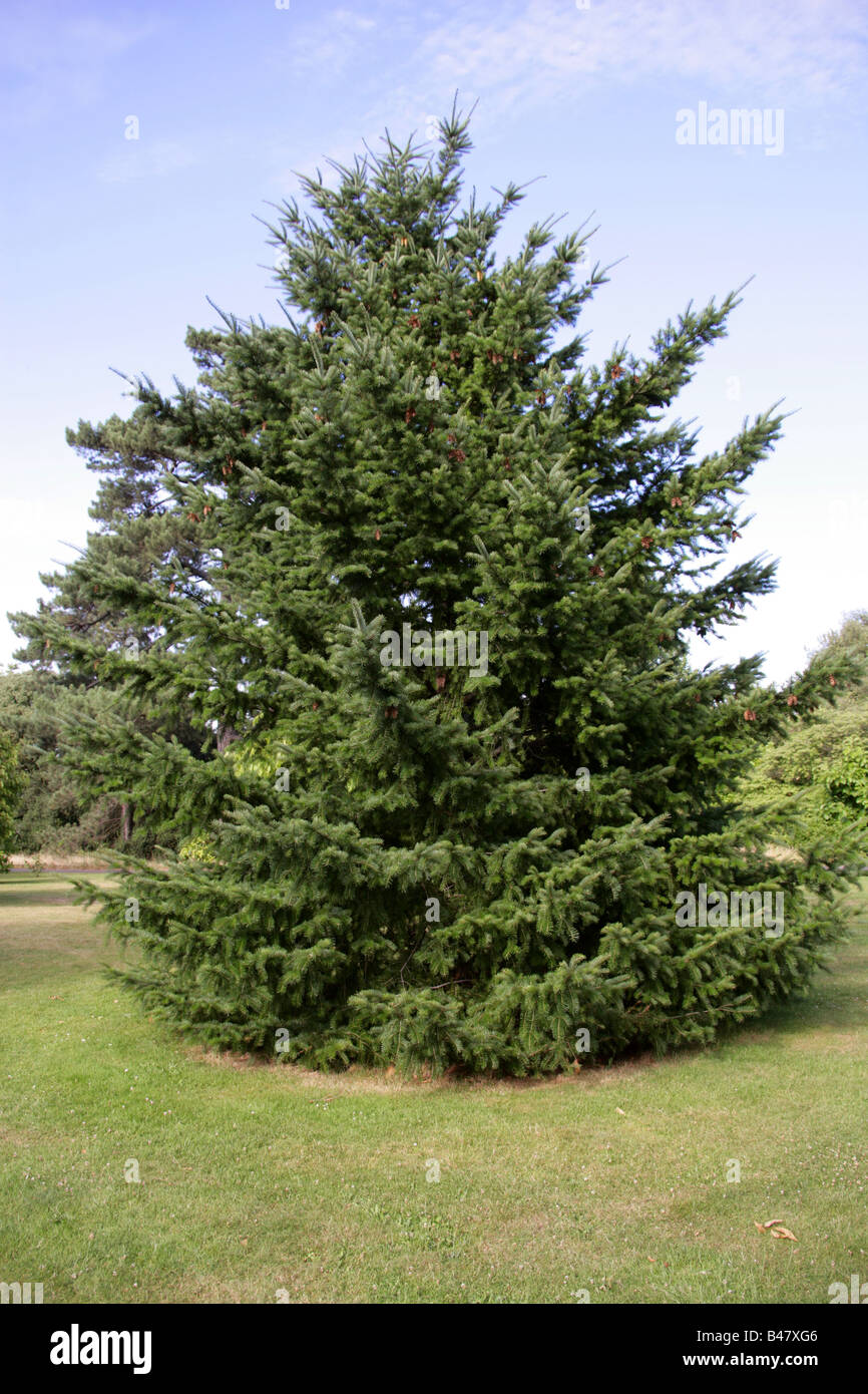 Oregon Douglas-fir o la Costa Douglas-fir, Pseudotsuga menziesii, Pinaceae, America del Nord e Messico Foto Stock