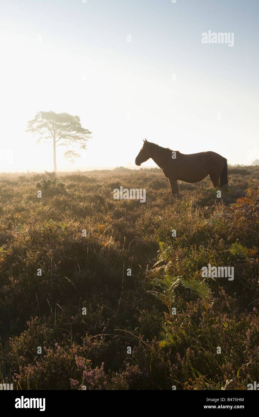 New Forest Pony sulla pianura Wilverley presso Sunrise New Forest National Park Hampshire Inghilterra Foto Stock