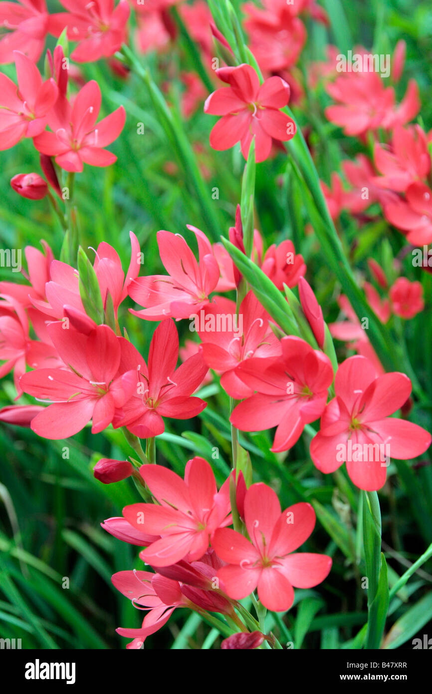 SCHIZOSTYLIS COCCINEA GRANDI KAFFIR LILY Foto Stock