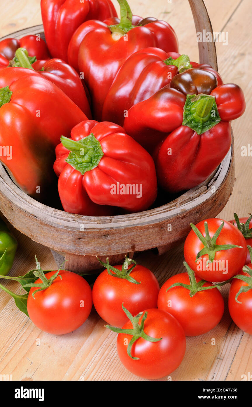 Appena raccolto cresciuto in casa organic Peperoni pomodori nel cesto rustico del paese cucina tavola UK Foto Stock