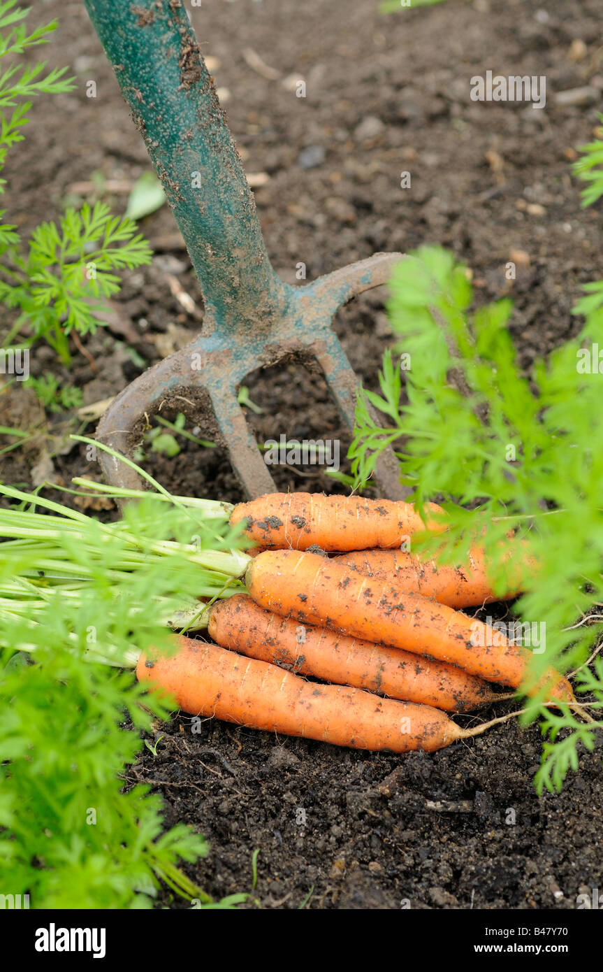 Appena raccolto cresciuto in casa le carote nanco NORFOLK REGNO UNITO Settembre Foto Stock