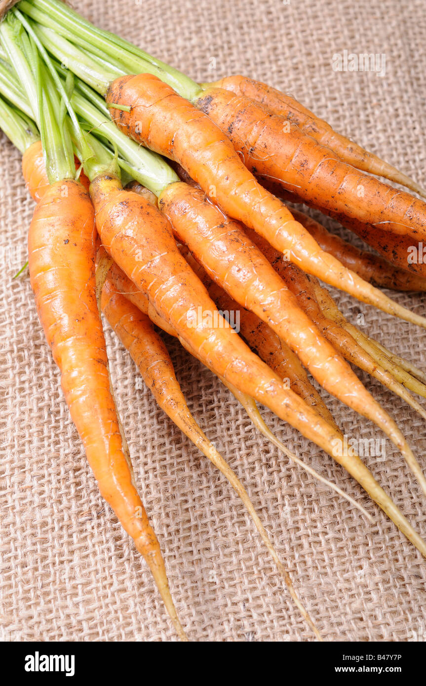Appena raccolto mazzetto di cresciuto in casa carote organico nanco settembre BRITANNICO Foto Stock