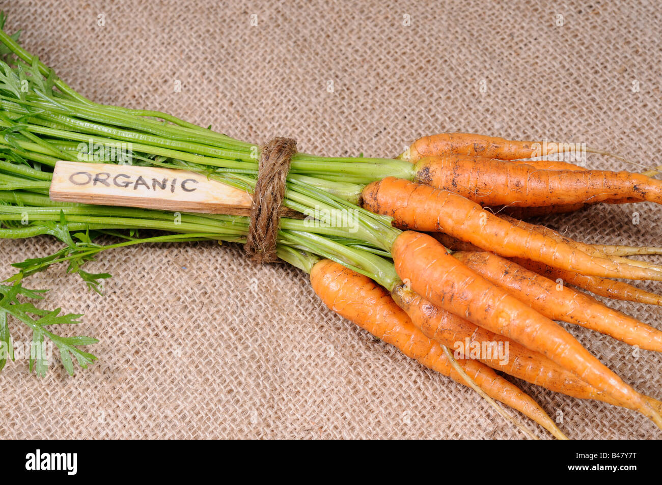 Appena raccolto mazzetto di cresciuto in casa carote organico nanco con etichetta biologica UK Agosto Foto Stock