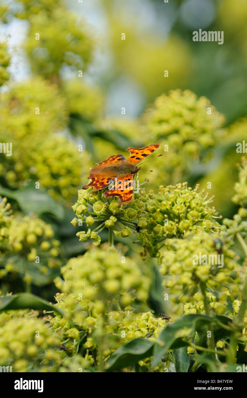 Butterfly virgola Polygonia c album su alimentazione comune fiori di Edera Hedera helix NORFOLK REGNO UNITO Settembre Foto Stock