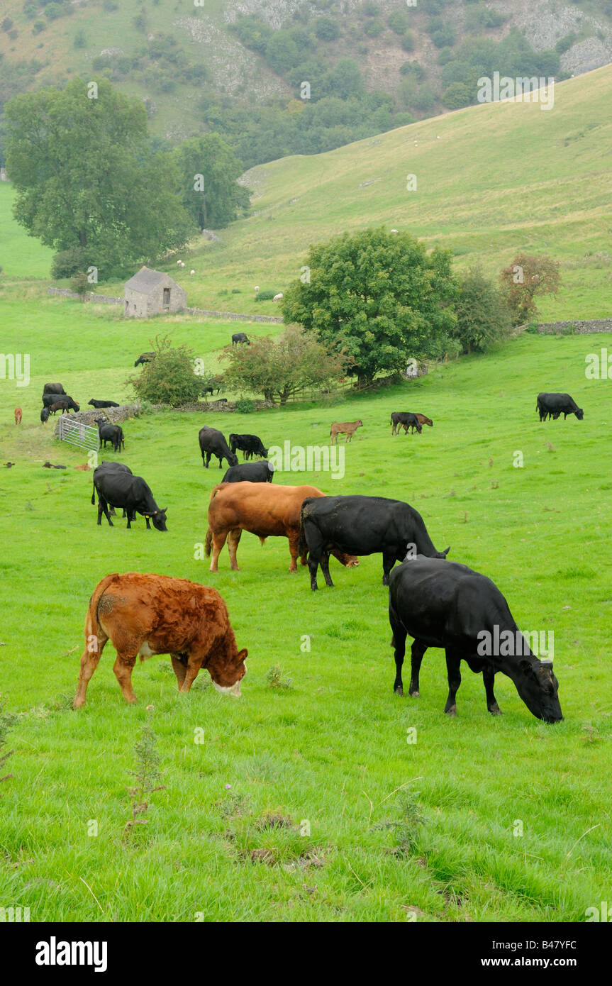 Capi di bestiame per il pascolo dei prati del Peak District settembre BRITANNICO Foto Stock