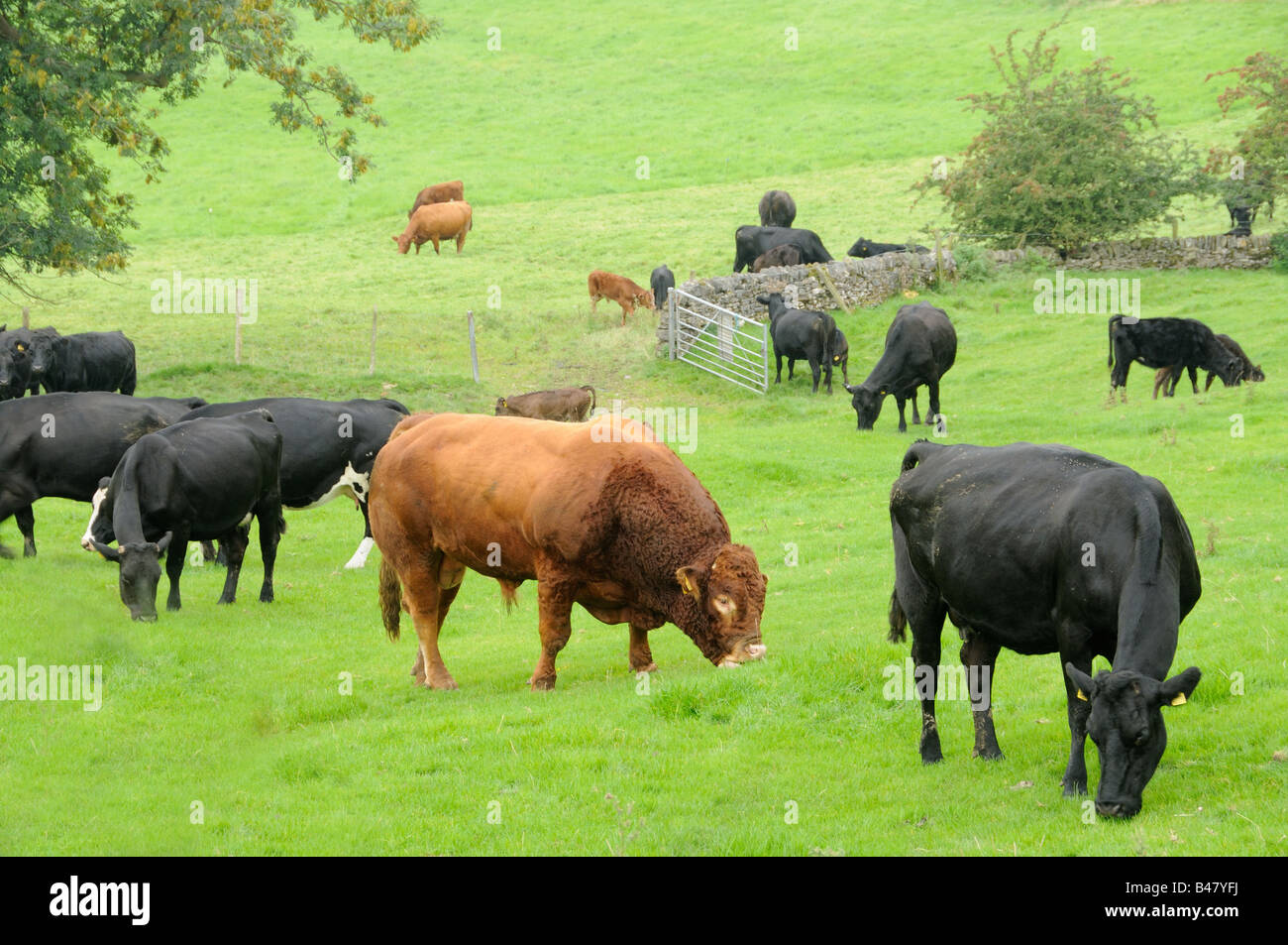 Capi di bestiame per il pascolo dei prati del Peak District settembre BRITANNICO Foto Stock