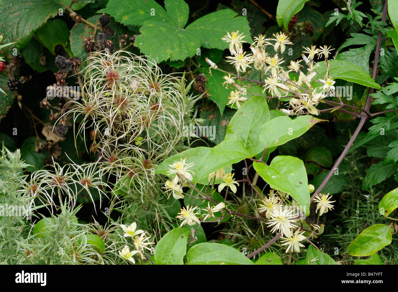 Clematis vitalba Foto Stock