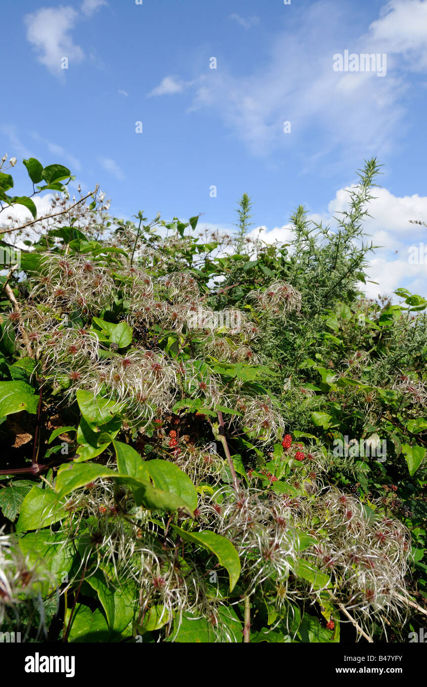 Clematis vitalba old mans barba viaggiatori gioia crescente nella siepe che mostra la testa di sementi plumes NORFOLK REGNO UNITO Settembre Foto Stock