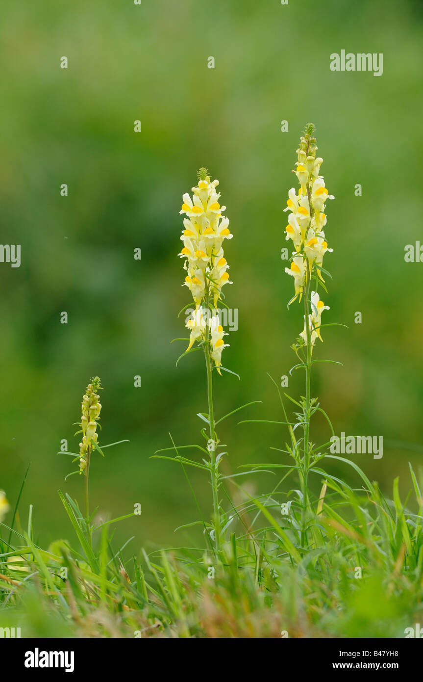 Common toadflax linaria vulgaris fioritura spike su roaside orlo NORFOLK REGNO UNITO Settembre Foto Stock