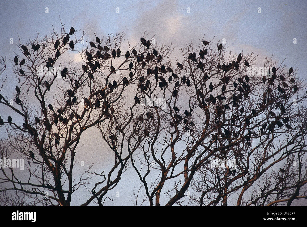 Zoologia / animali, uccelli / uccelli, European Starling, (Sturnus vulgaris), uno sciame di uccelli nella struttura ad albero, distribuzione: Eurasia, animale, Foto Stock