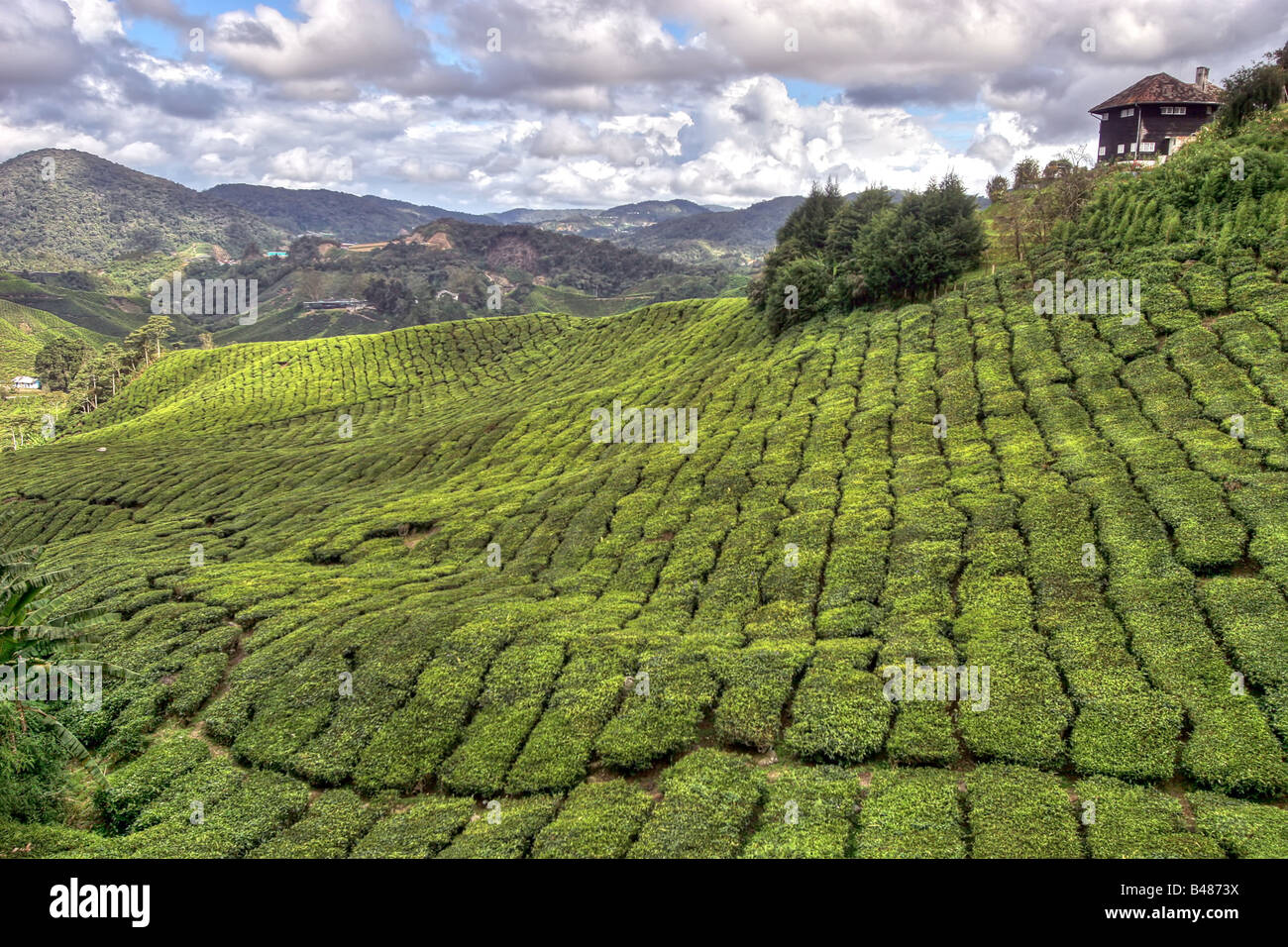 Famoso paesaggio delle piantagioni di tè di Cameron Highlands Malaysia Foto Stock