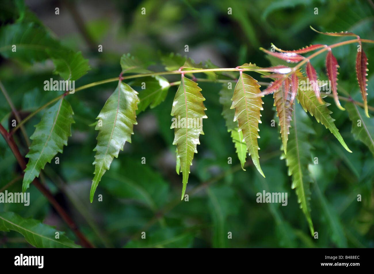 Fresche foglie di neem Foto Stock