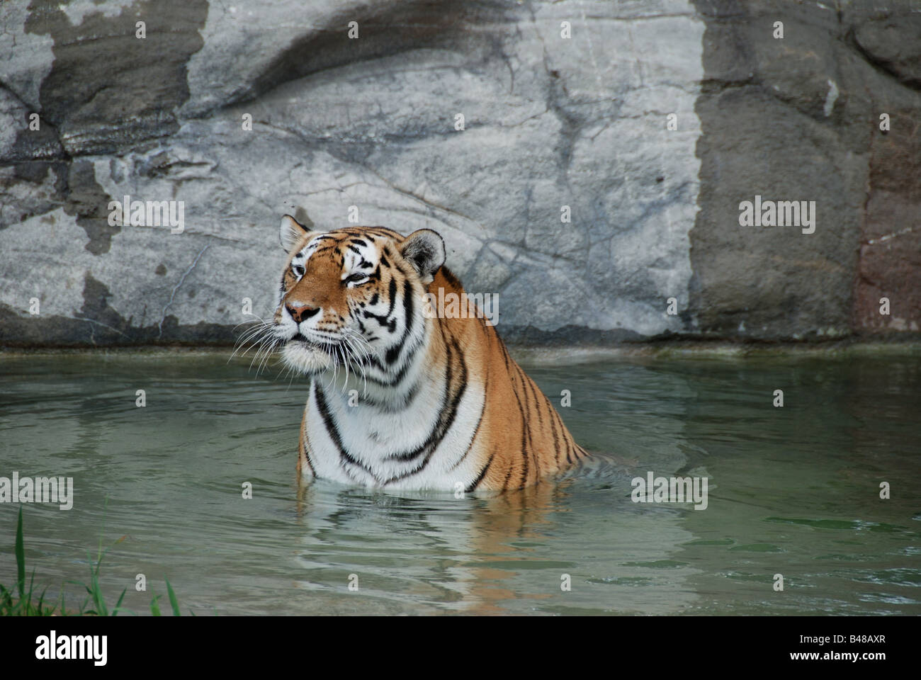Un captive tigre siberiana (Panthera tigris altaica) in un stagno di acqua. Foto Stock