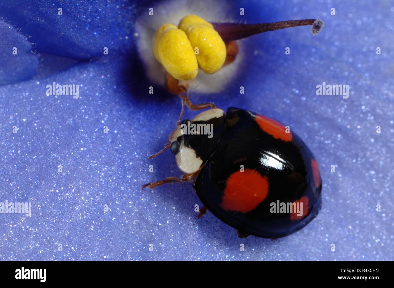Asian Lady Beetle (Harmonia axyridis) beetle su African Violet fiore Foto Stock