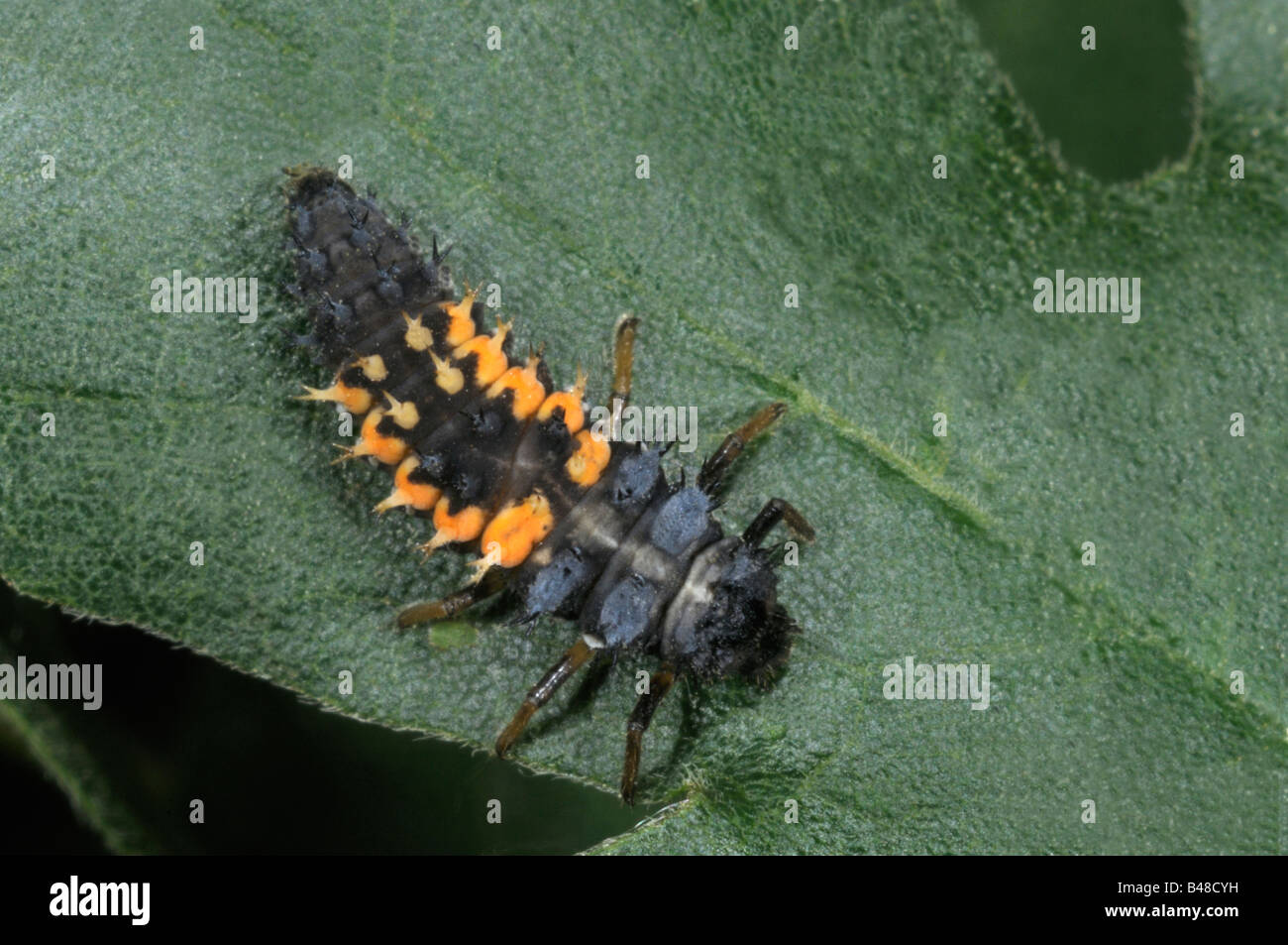 Asian Lady Beetle (Harmonia axyridis), larva sulla lamina Foto Stock
