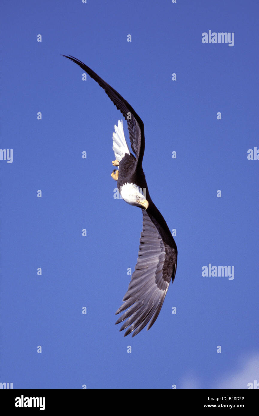 Zoologia / animali, uccelli / bird, Accipitridae, aquila calva (Haliaeetus leucocephalus), volare, Omero, Alaska, STATI UNITI D'AMERICA, distribuzione: Nord America, Additional-Rights-Clearance-Info-Not-Available Foto Stock