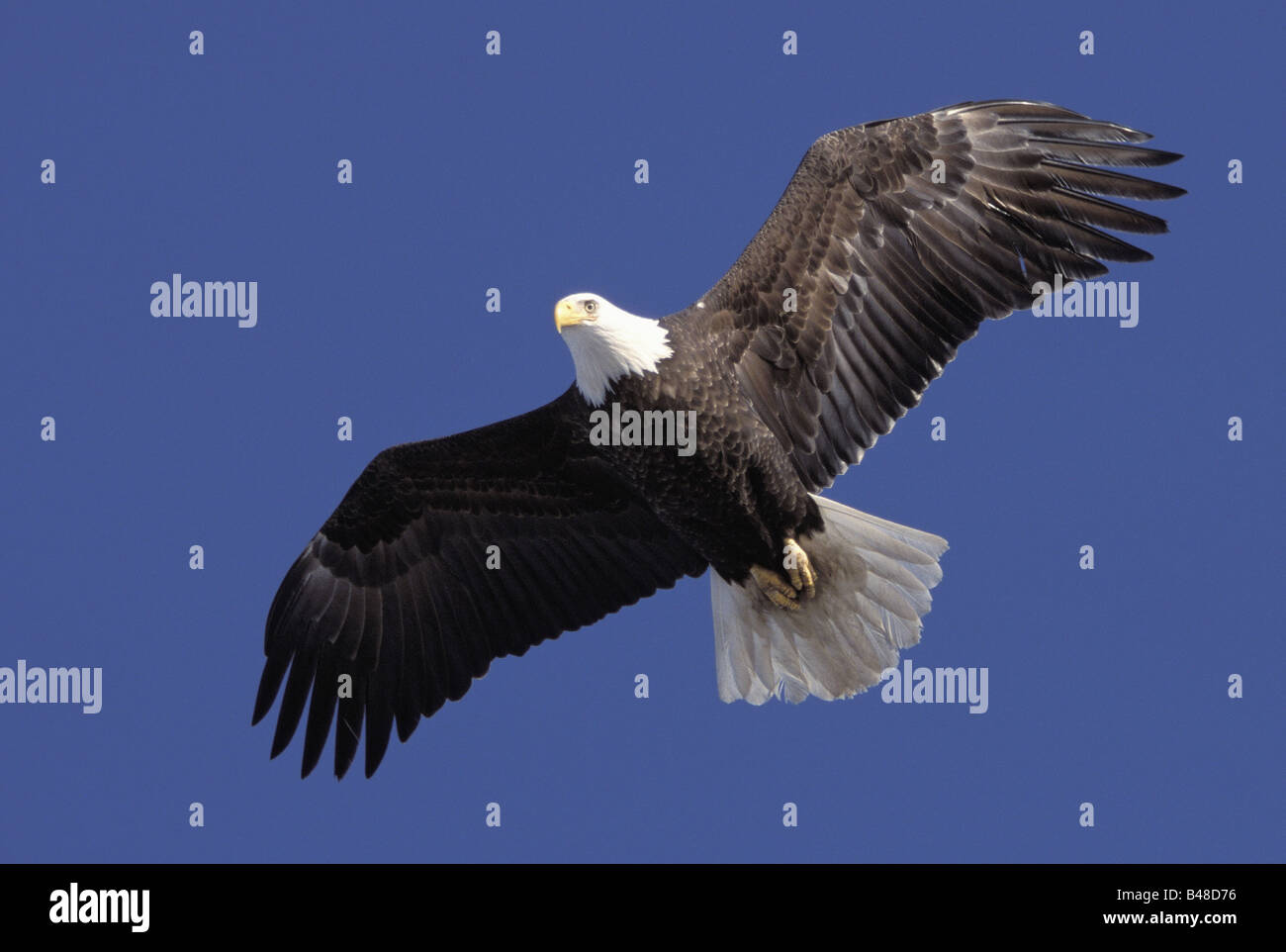 Zoologia / animali, uccelli / bird, Accipitridae, aquila calva (Haliaeetus leucocephalus), volare, Omero, Alaska, STATI UNITI D'AMERICA, distribuzione: Nord America, Additional-Rights-Clearance-Info-Not-Available Foto Stock